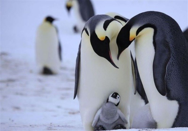 فیلم/ صحنه‌های دیده نشده از «زندگی پنگوئن‌ها»
