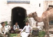 حرفه‌ای به قدمت عمر هزاران‌ساله یمن/ همه‌چیز بر دوش «شتر» است