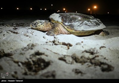 Hawksbill Sea Turtles on Iran’s Kish Island