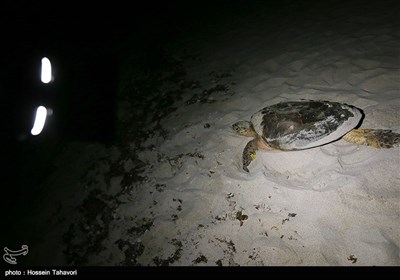 Hawksbill Sea Turtles on Iran’s Kish Island