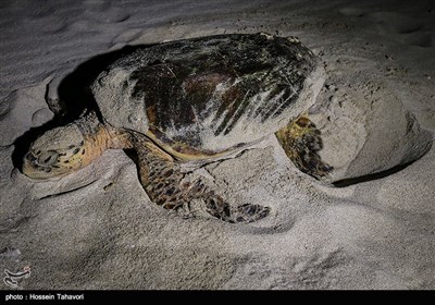 Hawksbill Sea Turtles on Iran’s Kish Island