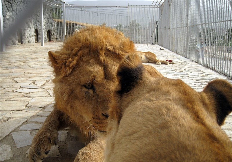 فیلم دریدن یک انسان توسط شیر مربوط به باغ وحش شیراز نیست