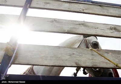 جشنواره زیبای اسب اصیل ترکمن - گلستان