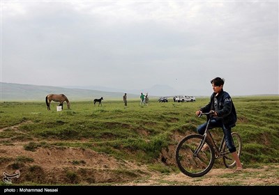 جشنواره زیبای اسب اصیل ترکمن - گلستان