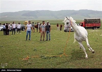 جشنواره زیبای اسب اصیل ترکمن - گلستان