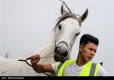 جشنواره زیبای اسب اصیل ترکمن - گلستان