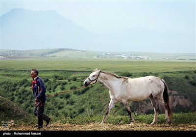 جشنواره زیبای اسب اصیل ترکمن - گلستان