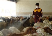 خطر جدی تب کریمه کنگو در سیستان و بلوچستان