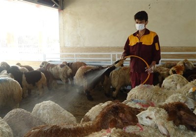 دام،دامپزشكي،استان،نگهداري،بيماري،جايگاه،سرگزي،كريمه،ناقل،كن ...