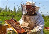 ایران تنتج 70 الف طنا من العسل سنویا