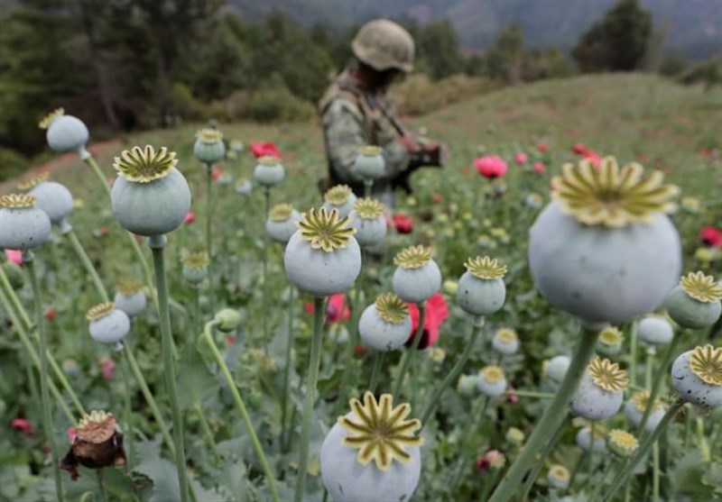 زمزمه‌های قانونی شدن مواد مخدر در افغانستان