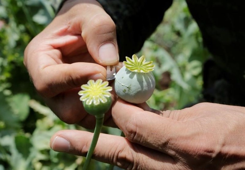 کشت گیاهان مولد مواد مخدر در همدان امحاء می‌شود