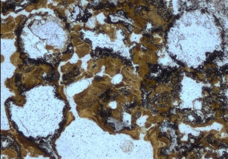 First Life Ever on Land: 3.48 Billion Years Ago