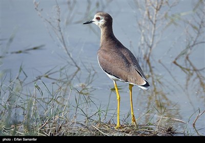 World Migratory Bird Day 