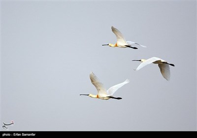 World Migratory Bird Day 