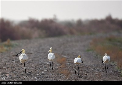 روز جهانی پرندگان مهاجر