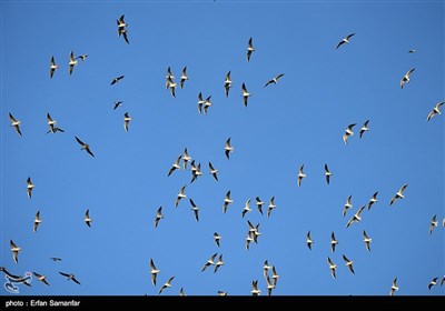 World Migratory Bird Day 