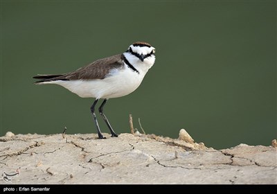 روز جهانی پرندگان مهاجر