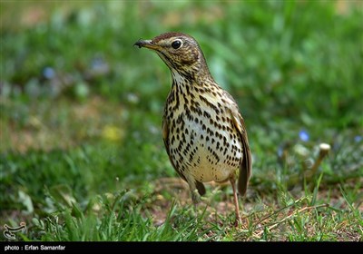 روز جهانی پرندگان مهاجر