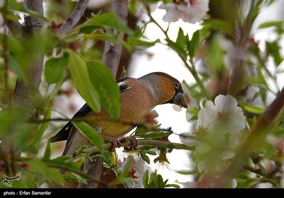 World Migratory Bird Day 