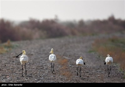 مہاجر پرندوں کے عالمی دن کے موقع پر خوبصورت تصاویر