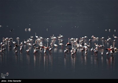مہاجر پرندوں کے عالمی دن کے موقع پر خوبصورت تصاویر