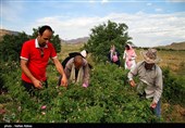 بیرجند| 24 تن گل محمدی از باغات سربیشه برداشت می‌شود