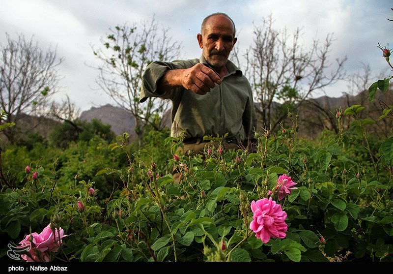 ایلام|‌ بازار گل و گیاه در شهرستان دره‌شهر‌ راه‌اندازی می‌شود