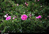 برداشت گل محمدی - کاشان