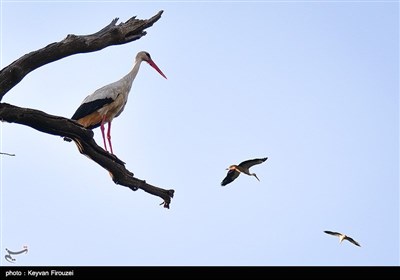 هجرة طیور اللقلق الى مریوان