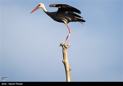 هجرة طیور اللقلق الى مریوان