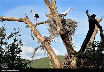 هجرة طیور اللقلق الى مریوان