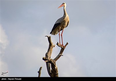 هجرة طیور اللقلق الى مریوان