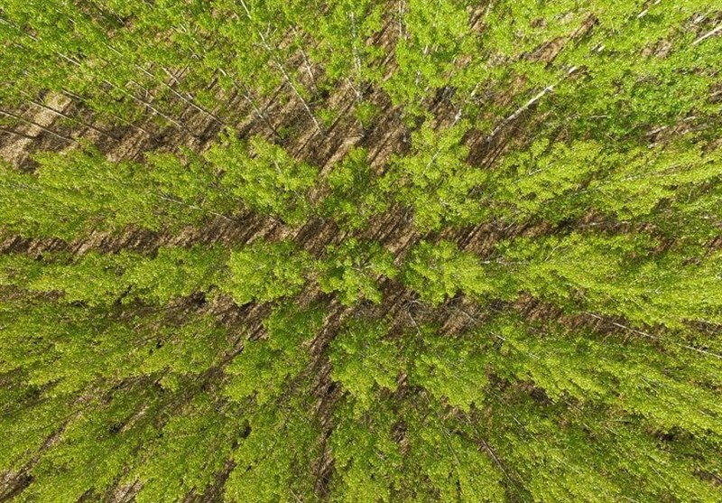 Planting Trees Can&apos;t Replace Cutting Emissions