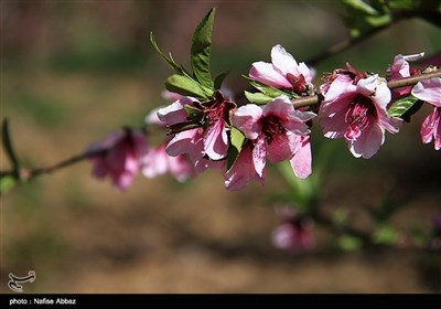 الربیع فی مدينة اراک