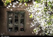 شکوفه های بهاری اراک