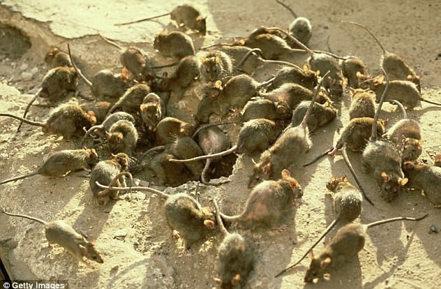 هجوم طاعون‌وار موش‌ها به پایتخت استرالیا + عکس