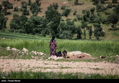 واکسیناسیون و ویزیت رایگان در روستاهای طاویران