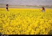 مزارع کلزا در خراسان شمالی