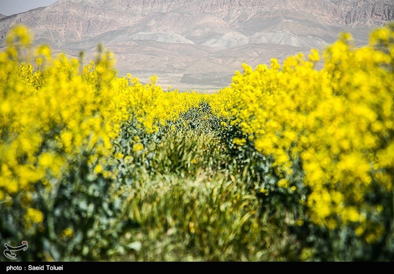 پیش‌بینی تولید 8000 تن کلزا از مزارع استان کرمانشاه