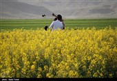 مزارع کلزا در خراسان شمالی