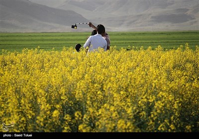 مزارع کلزا در خراسان شمالی