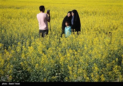 مزارع کلزا در خراسان شمالی