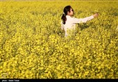 مزارع کلزا در خراسان شمالی