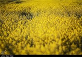 مزارع کلزا در خراسان شمالی