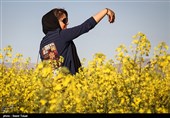 مزارع کلزا در خراسان شمالی