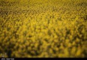 320 تن بذر کلزا بین کشاورزان استان گلستان توزیع شد