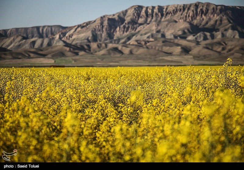 طرح توسعه کشت دانه‌های روغنی در سمنان اجرا می‌شود