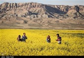 8900 هکتار از اراضی استان اردبیل به کشت کلزا اختصاص یافت