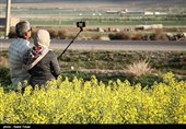 مزارع کلزا در خراسان شمالی